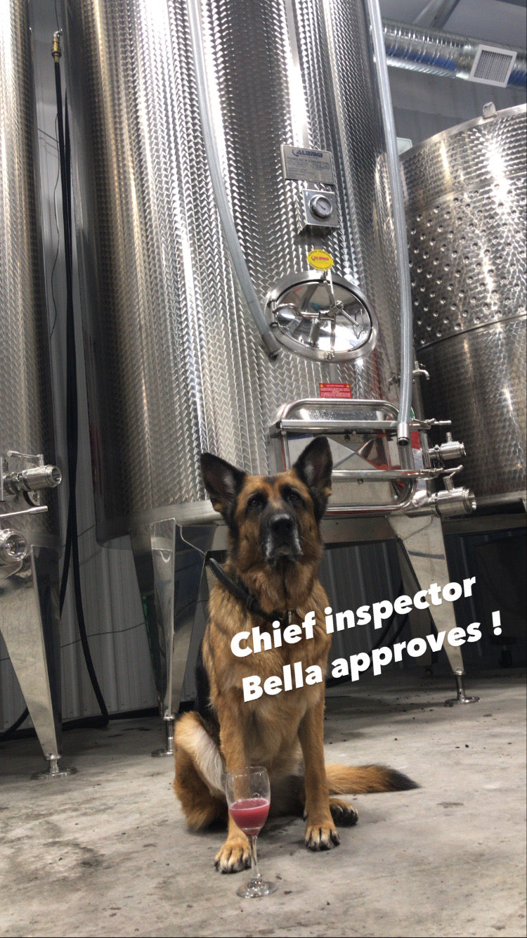 Bella the vineyard dog